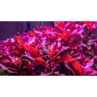 (ขายเป็นกิ่ง)ต้นไม้น้ำ ลัดวีเจีย รูบิน Ludwigia Repens Rubin