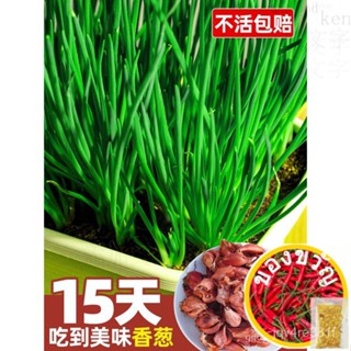 ✘, เมล็ดเจียสี่ฤดู, เมล็ดหัวหอม, เมล็ดหัวหอม, V V XLNG
