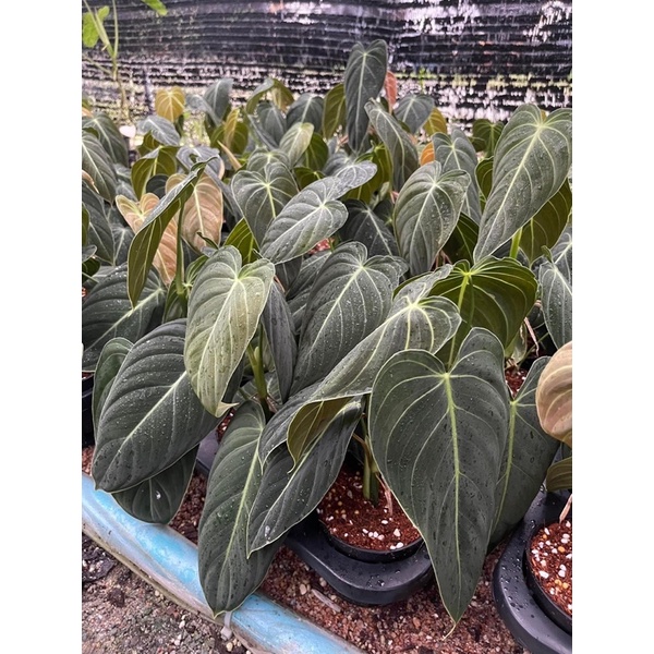 Philodendron(Melanocrysum) ต้นใหญ่ ไม้ยอด ราคาถูก