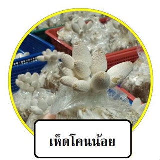 เห็ดโคนน้อย ชุด 1 ก้อน
