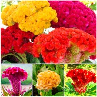 （คุณภาพสูง เมล็ด）เมล็ดพันธุ์ หงอนไก่ ฝรั่งคละสี Celosia Cristata Mix 300 Seeds ดอกไม้ คุณภาพ /ง่าย ปลูก สวนครัว /สวนครัว