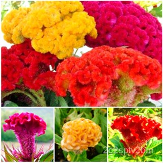 （คุณภาพสูง เมล็ด）เมล็ดพันธุ์ หงอนไก่ ฝรั่งคละสี Celosia Cristata Mix 300 Seeds ดอกไม้ คุณภาพ /ง่าย ปลูก สวนครัว /สวนครัว