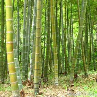 ผลิตภัณฑ์ใหม่ เมล็ดพันธุ์ 202250แคปซูล / ถุง เมล็ดไผ่โมโซ Phyllostachys seeds สามารถปลูกได้ทั่วประเทศไทย ต้นไม้ /สวนครัว