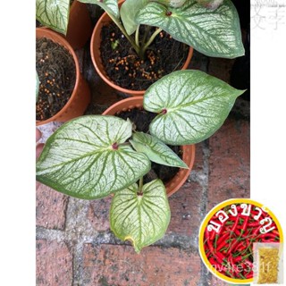 พร้อมสต็อก caladium meat Green bigger Fruit/ผ้าเนื้อี/โปโล/ดอกทานตะวัน/ดอกทานตะวัน/ดอกทานตะวัน/ไม้จันทน์/กางเกง/seeds/ ส