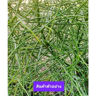 ต้นพญาไร้ใบ ส่งแบบตัดกิ่งสด 10กิ่ง20บาท