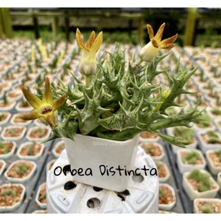 เก๋งจีน orbea distincta