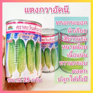 เมล็ดพันธุ์แตงกวา อัคนี 25กรัม ตราตะวันต้นกล้า เมล็ดแตงกวา แตงกวาขาวนวล แตงกวาอัคนี แตงกวา