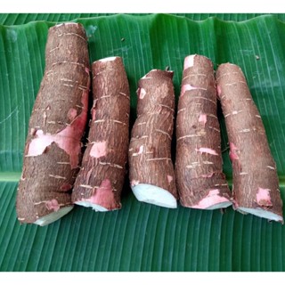 มัน 5 นาที หัวมัน สำหรับทำขนม บรรจุ 1 กิโลกรัม (Cassava roots for cooking, containing 1 kilogrom.)