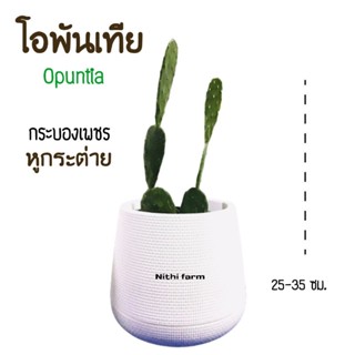 โอพันเทีย Opuntia หูกระต่าย ใบเสมา ไม้อวบน้ำ