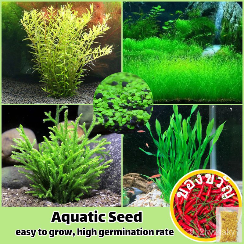 (200เมล็ด/ผสม) บอนสี เมล็ดพันธุ์ หญ้าน้ำ Aquatic Grass Seed เมล็ด ไม้น้ำ ต้นไม้ฟอกอากาศ เพาะเลี้ยงปลา พืชไฮโดรโปนิกส์/种子