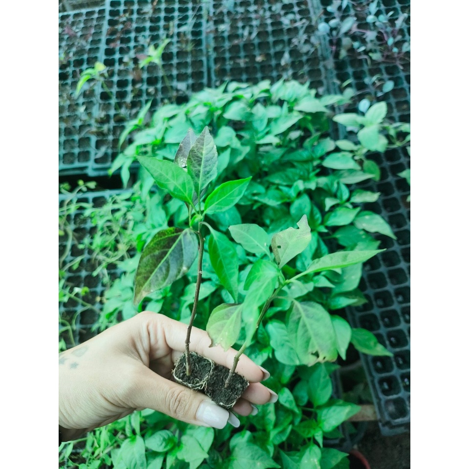 ต้นกล้าพริกช่อม่วง พริกขี้ฟ้าม่วง สีสวย เผ็ดมาก ทานได้ ประดับได้ พร้อมปลูก กล้าละ 12  บาท