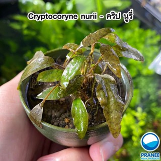 Cryptocoryne nurii (คริป นูรี่) พร้อม​ปลูก ต้นไม้น้ำ ต้นไม้น้ำตกแต่งตู้ปลา ***กรุณาอ่านรายละเอียดก่อนสั่งซื้อ***