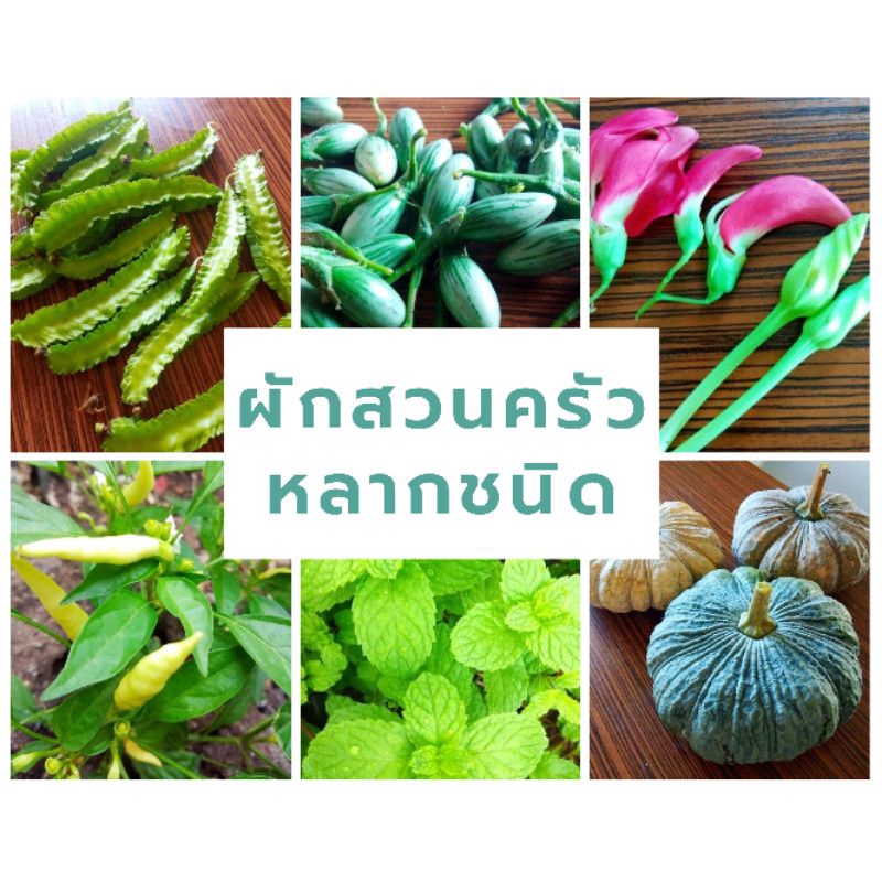 🌱ผักสวนครัว🌱กว่า 60 ชนิดให้เลือก(ปลูกด้วยวิธีปลอดสารพิษ)ใส่ถุงเพาะ 6 นิ้ว ต้นเดียวก็ส่ง