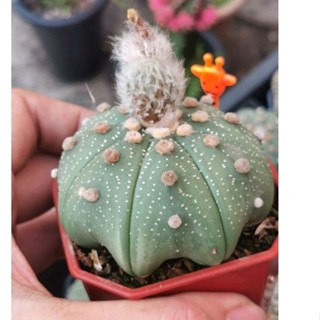 แอสโตรไฟตั้ม เว้า  ราคาประหยัด #แคสตัส castus​ astrophytum แอสโตร แอสโตร​ไ​ฟตั้​ม แอสโตรไฟตัม กระบองเพชร แอสโตรวี super​