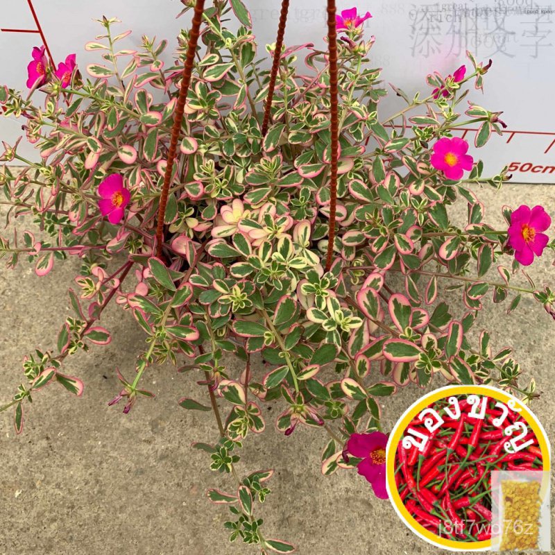 [Live Plant] Portulaca variegated | 0TUY