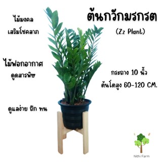 ต้นกวักมรกต(Zz plant)ไม้ฟอกอากาศ กระถาง10นิ้ว ต้นโต พุ่มสวย