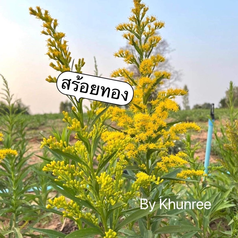 ต้นกล้าดอกสร้อยทอง ชุดละ 30 ต้น