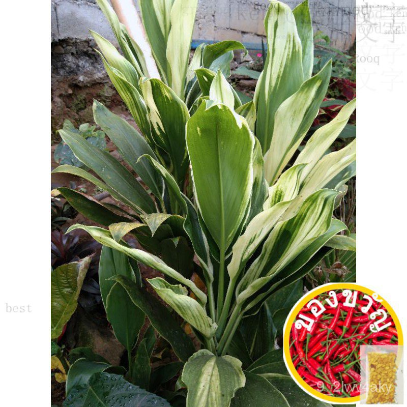 Lucky Ti Plant การตัดที่แตกต่างกัน (4ชิ้น) กางเกงชั้นใน/สวน/เมล็ดพันธุ์/สวน/หงอก/กางเกง/รองเท้า/เมล็