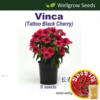 Vinca TATTOO Black CHERRY (8ชิ้น): Series (Black Cherry) periwinkle seeds vinca Flower seeds wellgrow seeds ก่า ZNPT