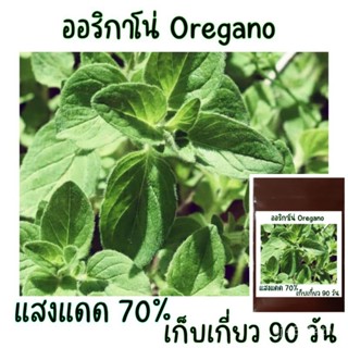 ออริกาโน่​ Oregano​ 50เมล็ด/อินทรีย์ FNT8