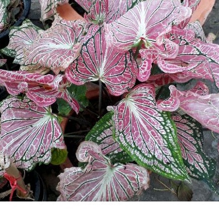 บอนสีฮกหลงบอนสีในตับสามก๊กบอนสีแยกหน่อกัดสีสวยงามมาก