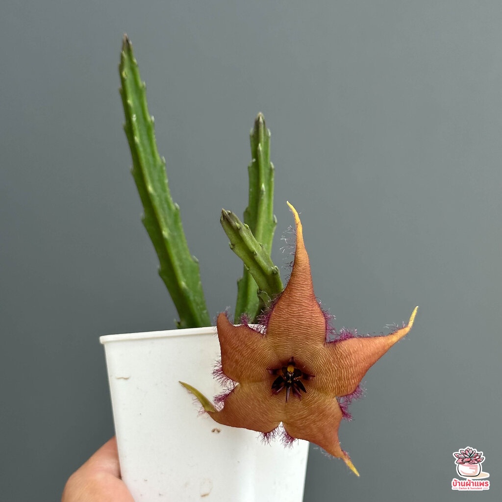 เก๋งจีน Stapelia schinzii #โคลนปากีสถานดอกใหญ่ แคคตัส กระบองเพชร cactus&succulent - รูปที่ 5