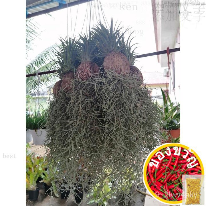 พืชน้ำ Pinang [tillandsia ionantha สเปนมอส] พร้อมสต็อก FB หน้า: D Lola garden学aran/เมวก/seeds/ < R9X