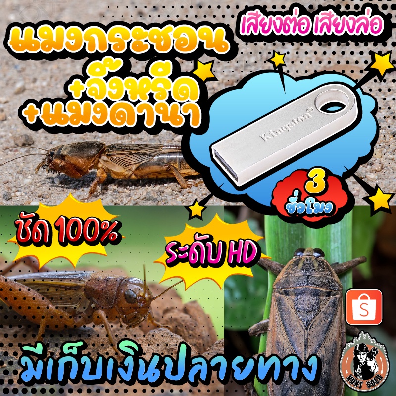 แฟลชไดร์ฟ เสียงต่อ/ล่อ แมงกระชอน+จิ้งหรีด+แมงดานา ชัดเสียงใส ไม่มีโฆษณา พร้อมส่ง! มีเก็บเงินปลายทาง!