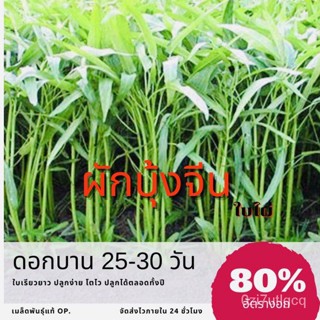 （คุณภาพสูง เมล็ด）เมล็ดพันธุ์ ผักบุ้งจีน 20 กรัม Water convolvulus ผักบุ้ง ✅ราคาถูกปลูกง่าย ปล/ง่าย ปลูก สวนครัว /ดอก B9B