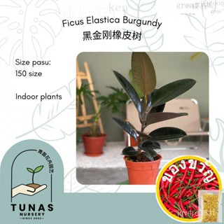 Live Plant Ficus elastica Burgundy / Burgundy Rubber Tree (สีม่วง) * ไม้จันทน์/ดอกไม้/กุหลาบ/ขายึด IBHY