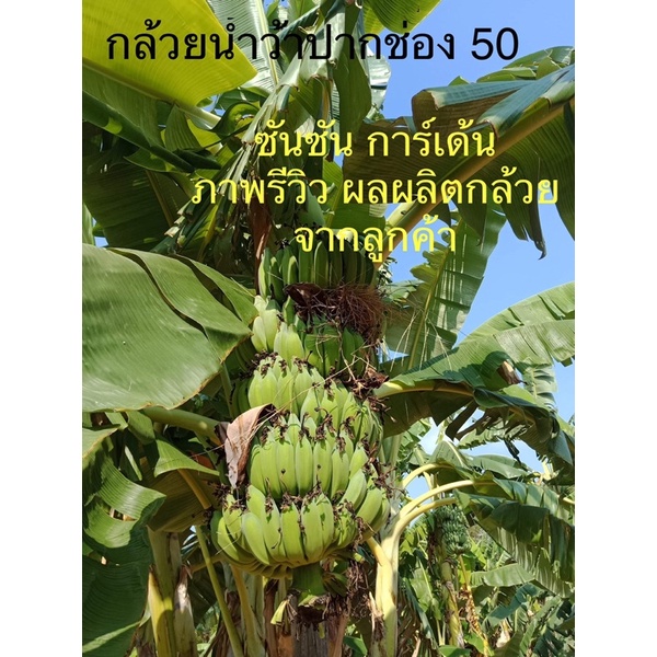 ต้นกล้วยน้ำว้าปากช่อง 50 📌หวีใหญ่ จำนวนหวีมาก 🌿จากแลปเพาะเลี้ยงเนื้อเยื่อ จึงปราศจากหนอนกอ 💯% (จำนวน 5 ต้น)