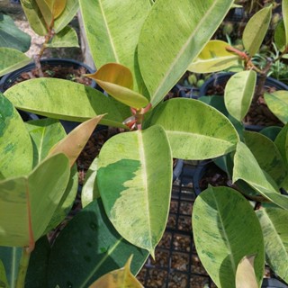 ยางอินเดีย ด่างกระ Ficuselastica shivereana