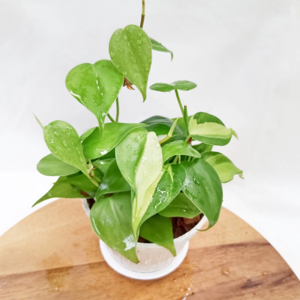 พลูบราซิล(2สี)💦ไว้ห้องน้ำได้💦พร้อมกระถางขนาด3นิ้ว ไม้ฟอกอากาศ - รูปที่ 3