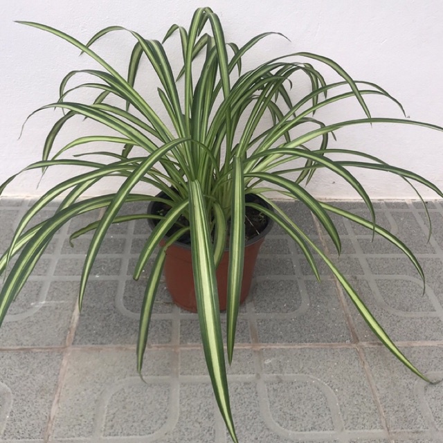 ว่านเศรษฐีเรือนใน Spider Plant (ต้นแมงมุม) กระถาง 6 นิ้ว