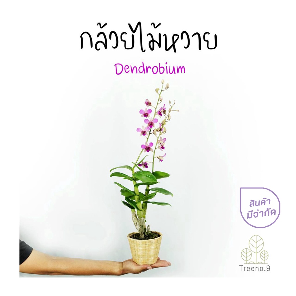 Treeno.9 T415 กล้วยไม้หวาย - ไม้มงคล (Dendrobium) กระถาง 4.5 นิ้ว / สูง 45-60 ซม