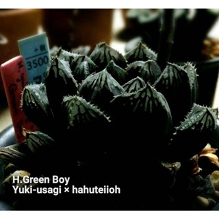 H.Green Boy’Yuki-usagi x hahuteiioh A110