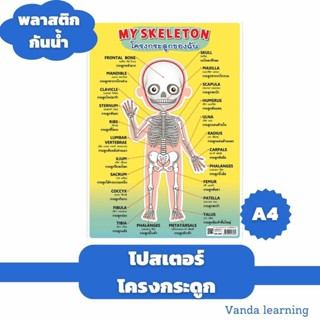 โปสเตอร์คำศัพท์โครงกระดูก ขนาด A4 EA-346 แผ่นพลาสติก