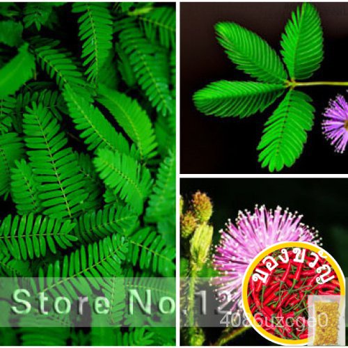 เมล็ดหญ้า Bashful,Mimosa Pudica Linn, Foliage Mimosa Pudica Sensitive-30เมล็ด Particlesaurus/ธรรมชาติ/ เมล็ดพืช OUTT