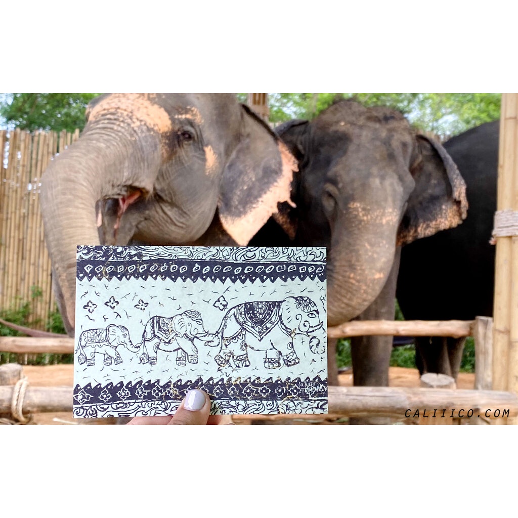 โปสการด์ครอบครัวช้าง