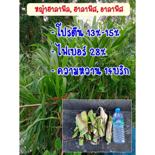 พันธุ์หญ้าฮาลาฟัต รากสีแดง อมม่วง หญ้าบราซิลอาราฟัต ชุดละ12-15ท่อน ของแท้ต้องรากสีแดง อมม่วง