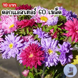 ดอกแอสเตอร์60 เมล็ดถูกที่สุด