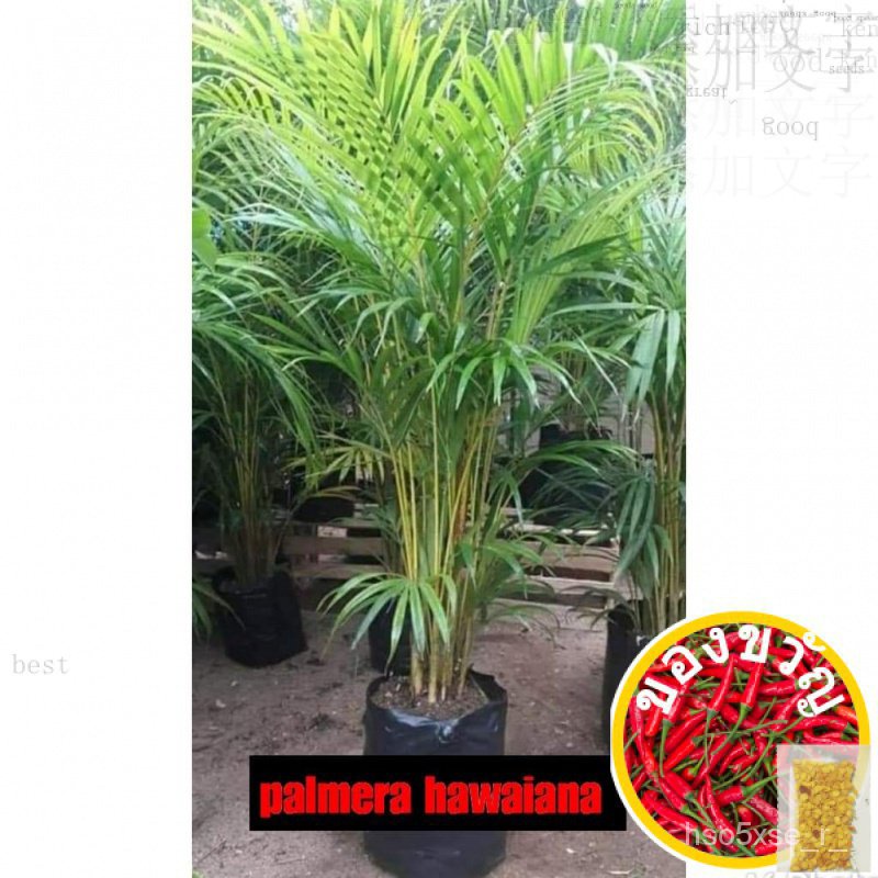 Palmera Live Plant ใน Agri BAG แอปเปิ้ล/กางเกงใน/อันนี้/หงอก/ทานตะวัน/ทานตะวัน/ผิช/ทานตะวัน/ฮัน/นีโอ
