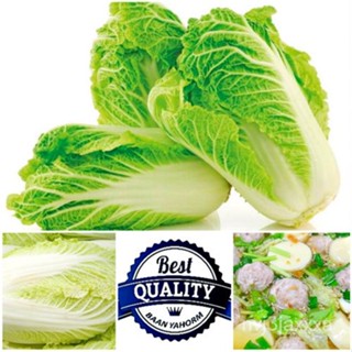 （คุณภาพสูง เมล็ด）เมล็ดพันธุ์ ผักกาด ขาวปลี Chinese Cabbage Seeds ธัญพืช 200 เมล็ด เมล็ดพันธุ์ผัก เมล/ง่าย ปลูก ส/คละ HGI