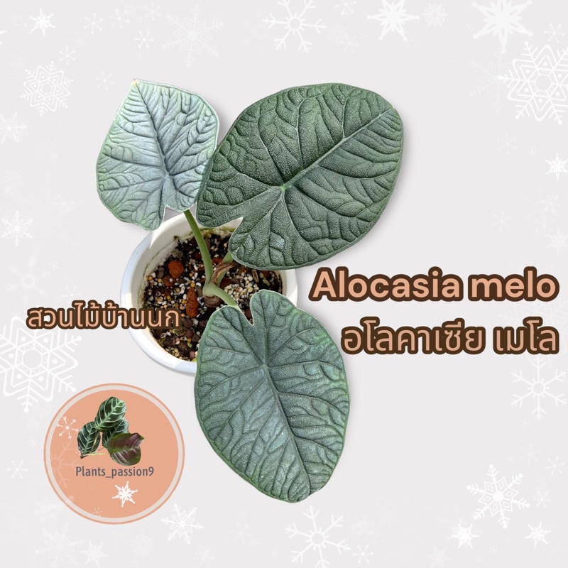 Alocasia melo อโลคาเซีย เมโล