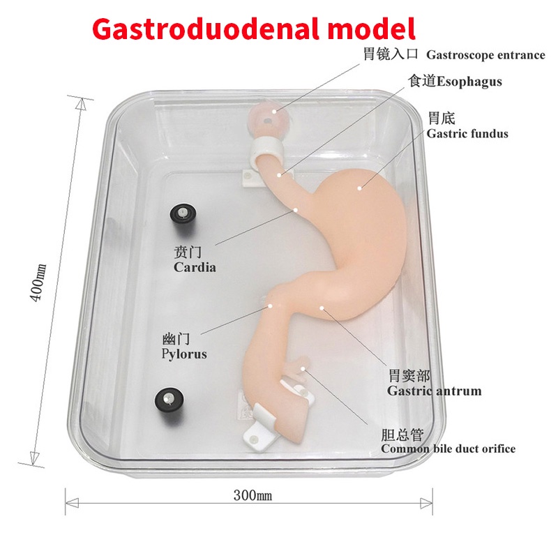 Gastroduodenum Model, Gastroscopy Model, Laparoscopic Simulation Model ...