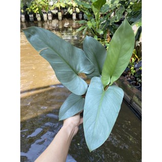 ฟิโลเดนดรอนดาบเงิน ซิลเวอร์สวอต (Philodendron silver sword