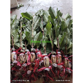 ฝรั่งกิมจู ( จัดส่งชุดละ20กิ่ง)มีพร้อมส่งขนาดกิ่งยาว40-50เซน