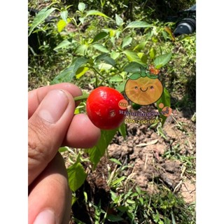 เมล็ดพันธุ์พริกตุ้มจิ๋ว(Thai Cherry Hot Pepper Seed)