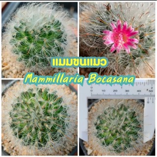 แมมขนแมว Mammillaria bocasana ราคาเบาๆ ไม้ชำหน่อ รากเดินดี ดอกมีสีสันสวยงาม (กระบองเพชรราคาถูก แคคตัส)