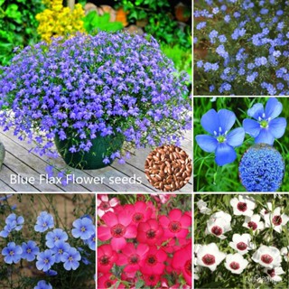 ผลิตภัณฑ์ใหม่ เมล็ดพันธุ์ จุดประเทศไทย ❤[Fast Grow] Ready Stock In Philippines 100Pcs Mixcolor Blue Flax Flower /ขายด HF